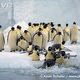 Illustration for article titled Flightless Friday - Aptenodytes forsteri Edition